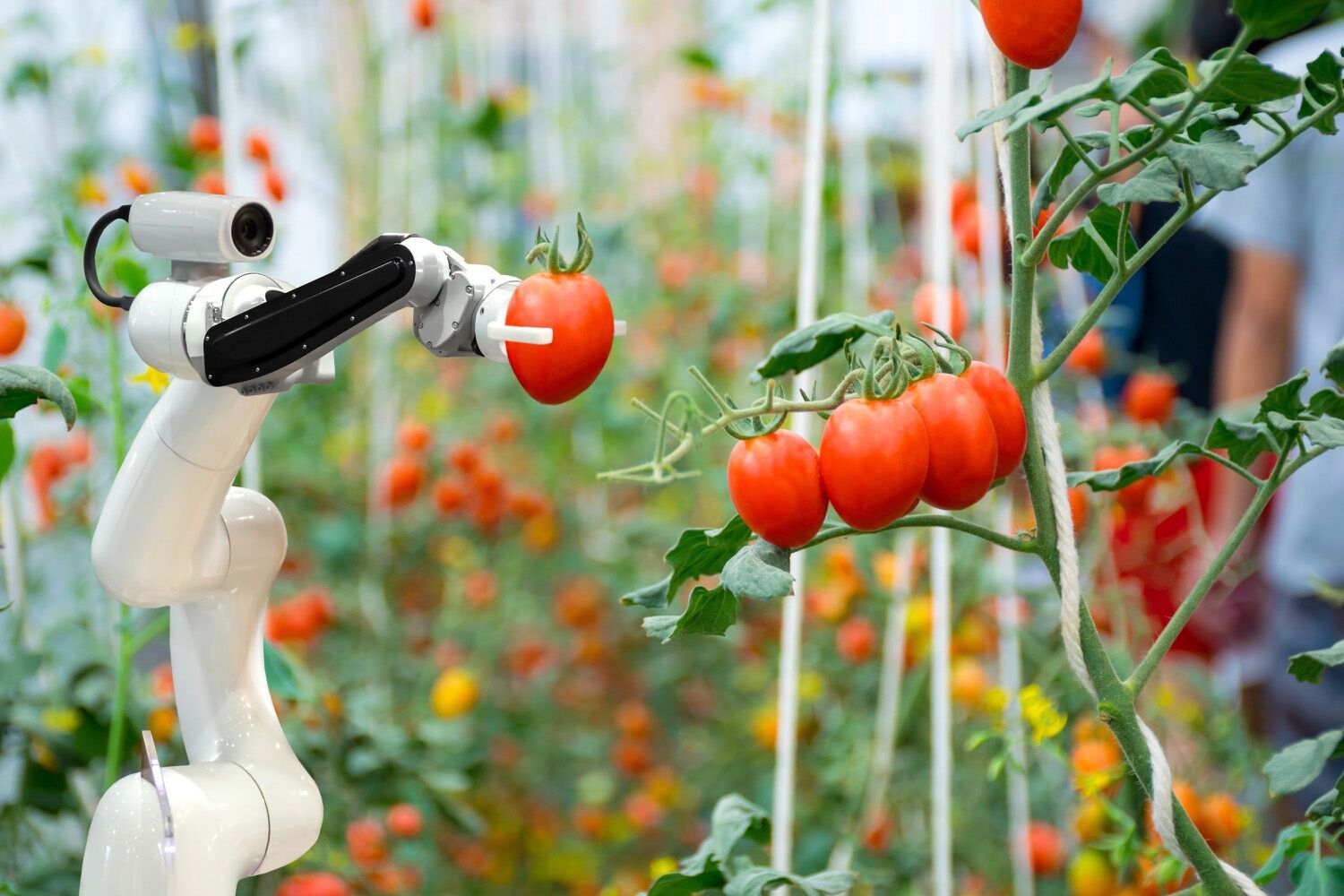Tomaten-pluk-robot